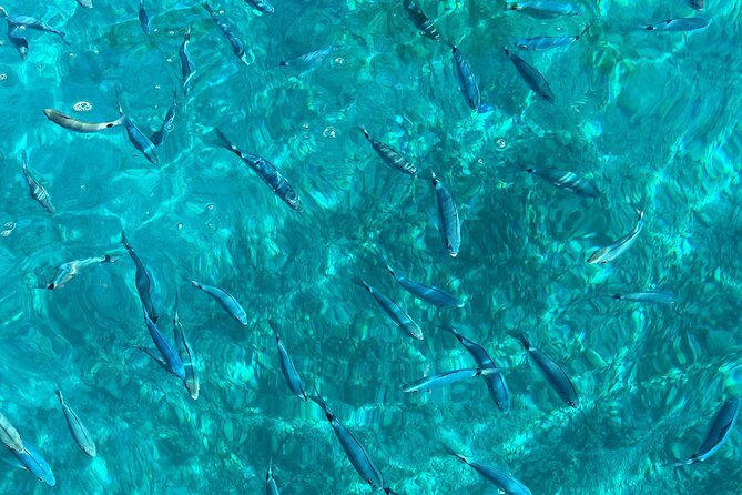 Bespoke private boat tour from Split & Trogir with a local expert - Terasa Ciccio on Brač: Lunch With Sea Views (and a Glass of Wine)