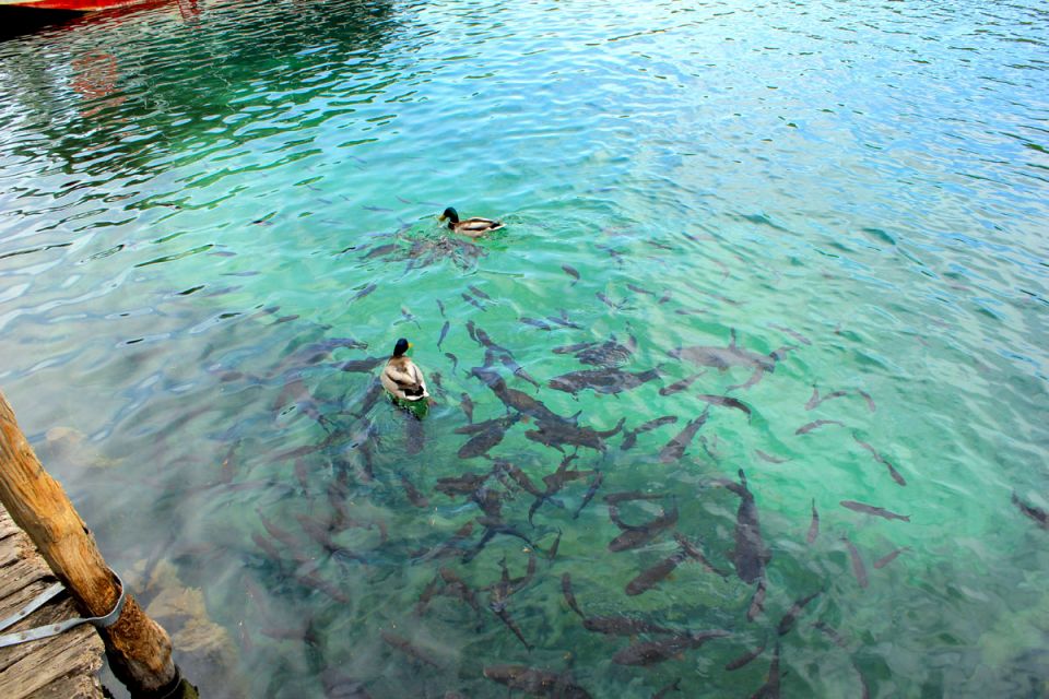 From Split: Plitvice Lakes Fully-Guided Day Tour - Key highlights to look forward to