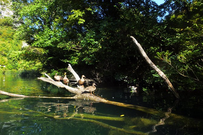 Kayaking and Snorkeling in Omiš - Key takeaways before you go