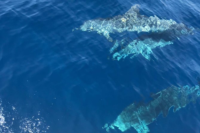 Private Blue Cave and Hvar - 5 Islands Tour - Stiniva Cove: one of Europe’s best beaches, and how crowds affect the swim
